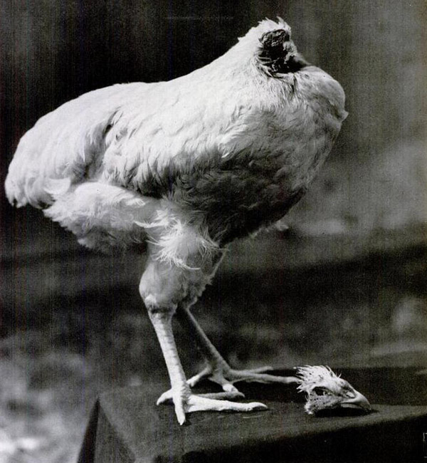 Šablona č. 2091